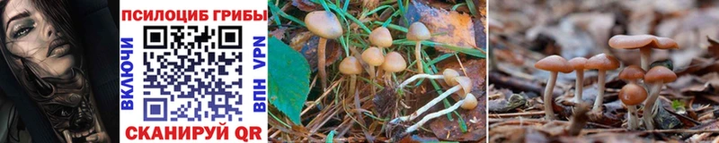 Псилоцибиновые грибы Cubensis  Мамадыш 